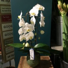 Witte cascade orchidee inclusief pot