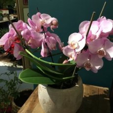 Orchidee twister met rozepot
