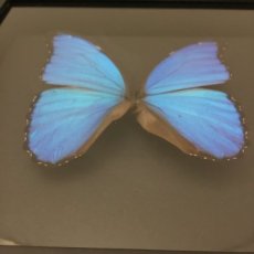 vlinder kader blauw
