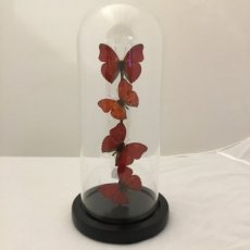 vlinder onder glazen stolp rood