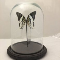 vlinder onder glazen stolp wit-zwart
