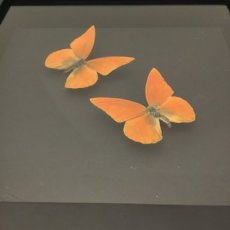 vlinderkader oranje